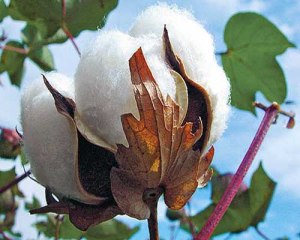 Vải cotton là gì ?